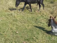 Hengst, New Altai Horse — Foto 3