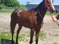 Yegua, Arabian horse — foto 5