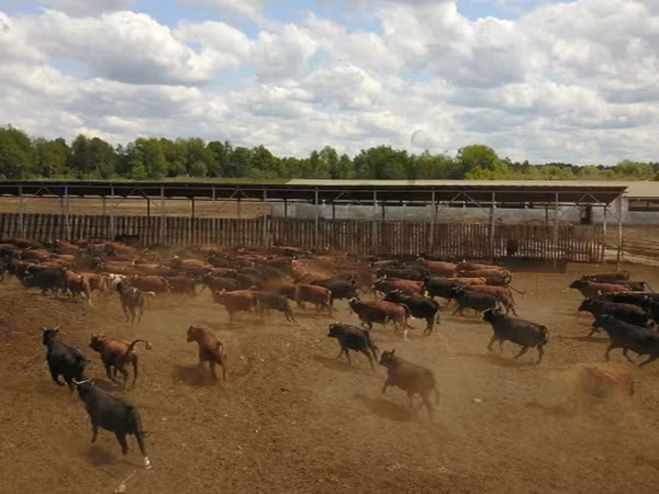 Cattle