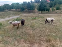 Qoʻy, Kazakh meat-wool sheep — 4-rasm