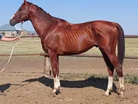 Hengst, Thoroughbred horse — Foto 5