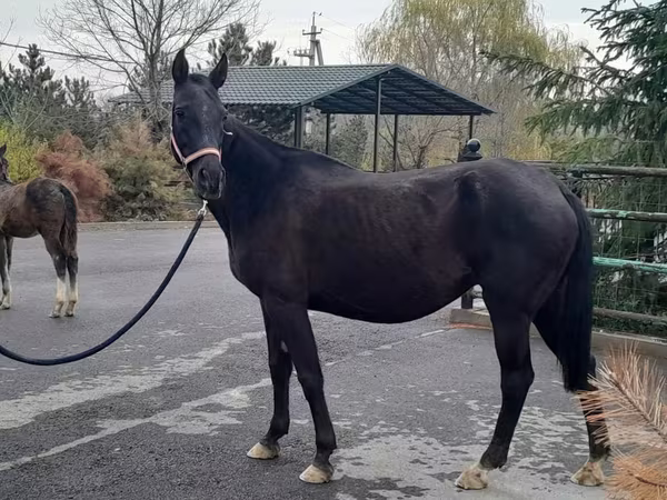 Кобила, Akhal-Teke