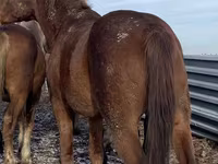 Hengst, Kustanai horse — Foto 2