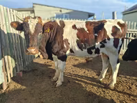 母牛, Latvian Blue cattle — 照片 8