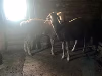 Ram, Arashan sheep — photo 3