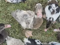 pato criollo doméstico — foto 2