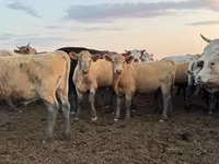 İribuynuzlu mal-qara (partiya, cinsi göstərilməyib), Swiss cattle — foto 3