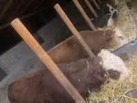 Bulle, Kasachische Weißkopfkuh — Foto 1