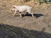 Schweine (Partie, Geschlecht nicht angegeben), Schweine — Foto 2