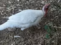 Turkeys — الصورة 5