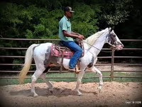 حصان, National Show Horse — الصورة 6