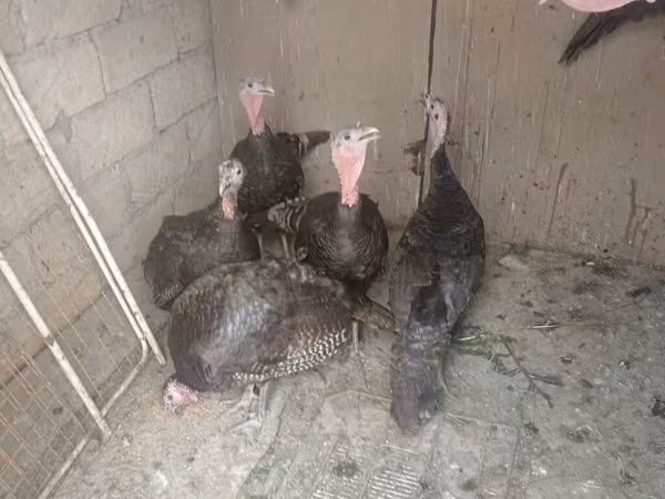 Turkeys