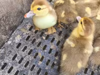 Ducks — फ़ोटो 5