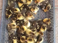 Ducks — 5-rasm