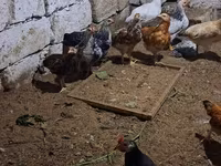 Chickens — الصورة 5