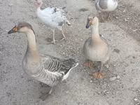 Geese — Foto 5