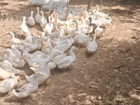 Deutscher Pekin — Foto 4