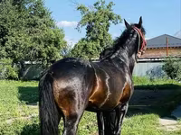 Hengst, Swedish warmblood horse — Foto 6