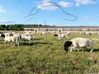 Widder, Dorper sheep — Foto 1
