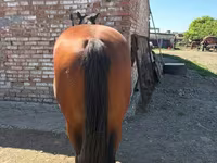 公马, Arabian horse — 照片 7
