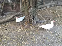 Geese — फ़ोटो 3
