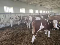 Buqa, Simmental cattle — 4-rasm