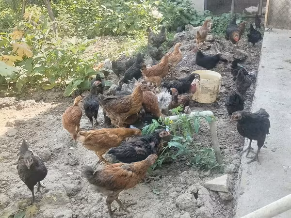 Chickens