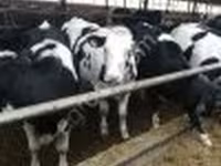 Сиыр, Swiss cattle — 2-сурет