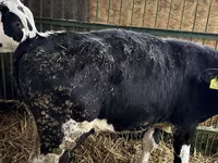 Bulle, Russian Black pied cattle — Foto 4