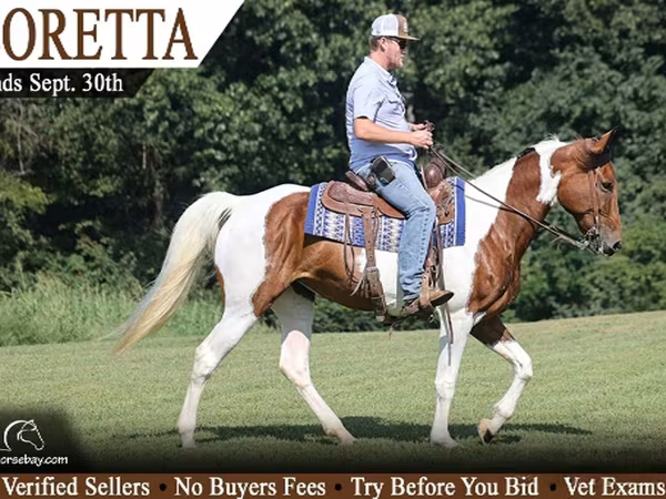 Madyan, Tennessee Walking Horse
