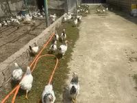 Chickens — photo 3