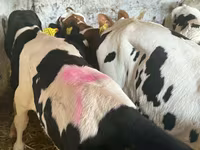 Rinder (Partie, Geschlecht nicht angegeben), Rinder — Foto 3