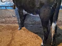 Kuh, Latvian Blue cattle — Foto 3