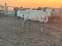 İribuynuzlu mal-qara (partiya, cinsi göstərilməyib), Swiss cattle — foto 4
