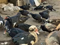 pato criollo doméstico — foto 2