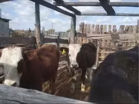 Toro, Simmental cattle — foto 3