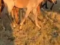 فرس, الخيول — الصورة 2