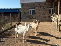 Goat, Saanen goat — photo 3