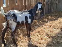 تيس, Kamori goats — الصورة 3