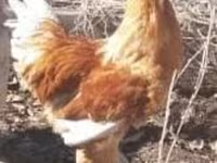 Brahma — Foto 1