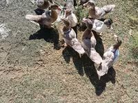 Ducks — 4-сурет