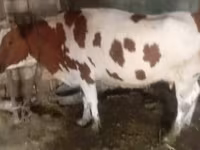 بقرة, Simmental cattle — الصورة 2