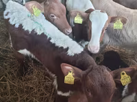 Toro, Simmental cattle — foto 1
