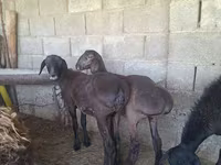 Carnero, Ovejas — foto 6