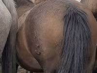 母马, Horses — 照片 2