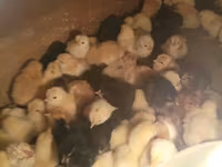Chickens — फ़ोटो 5