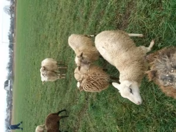 Qoʻy, Romanov sheep — Rossiya