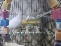 Məhsul: Nimfa (Cockatiel) cütü və aksesuarlarla geniş qəfəs dəsti — foto 5