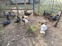 Ducks — फ़ोटो 4