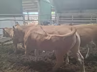 गाय, Blonde d’Aquitane cattle — फ़ोटो 3